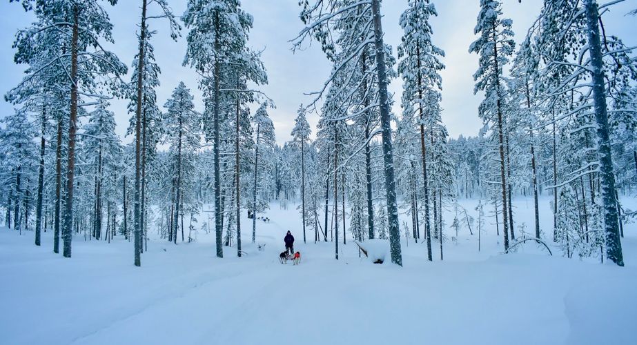 Husky safari in Finland